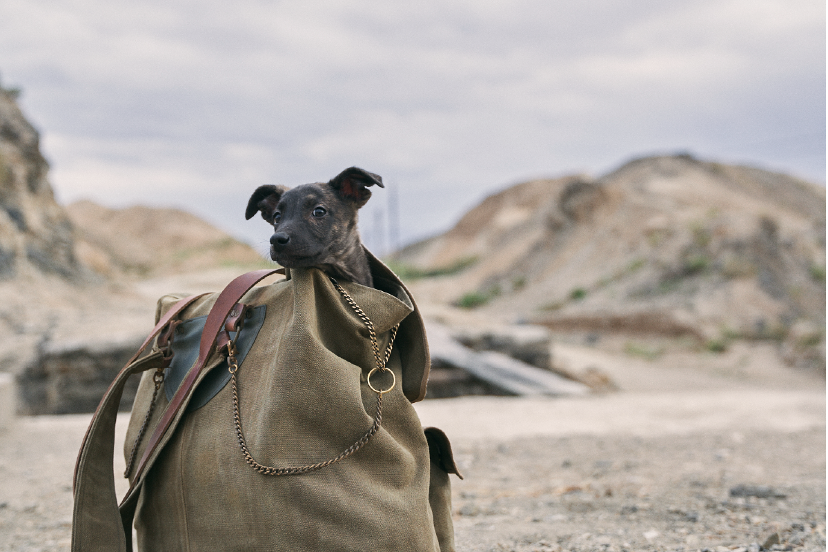 Un cucciolo nero sbuca fuori da una borsa di tela nel mezzo di un paesaggio arido e montuoso, con uno sguardo curioso e speranzoso.